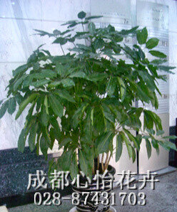 成都室內租花品種