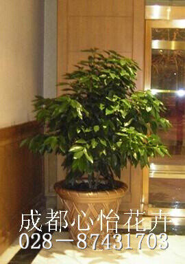 成都室內租綠植品種