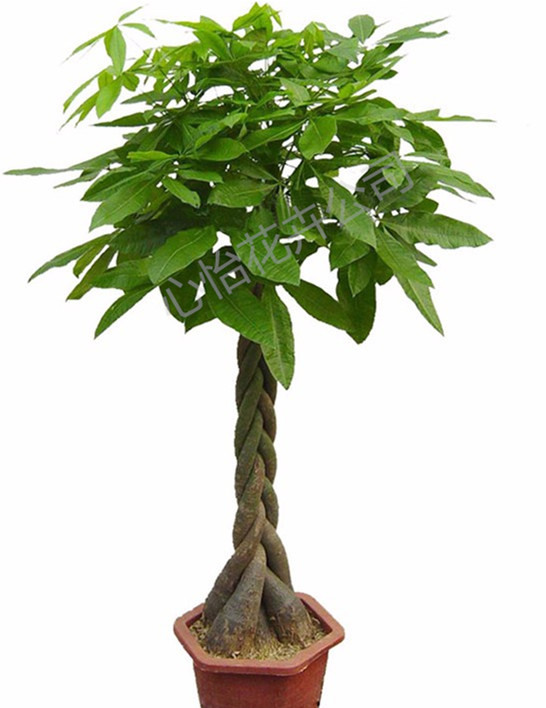 室內發財樹